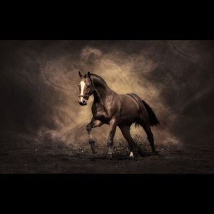 Meet your Posher, Fabian